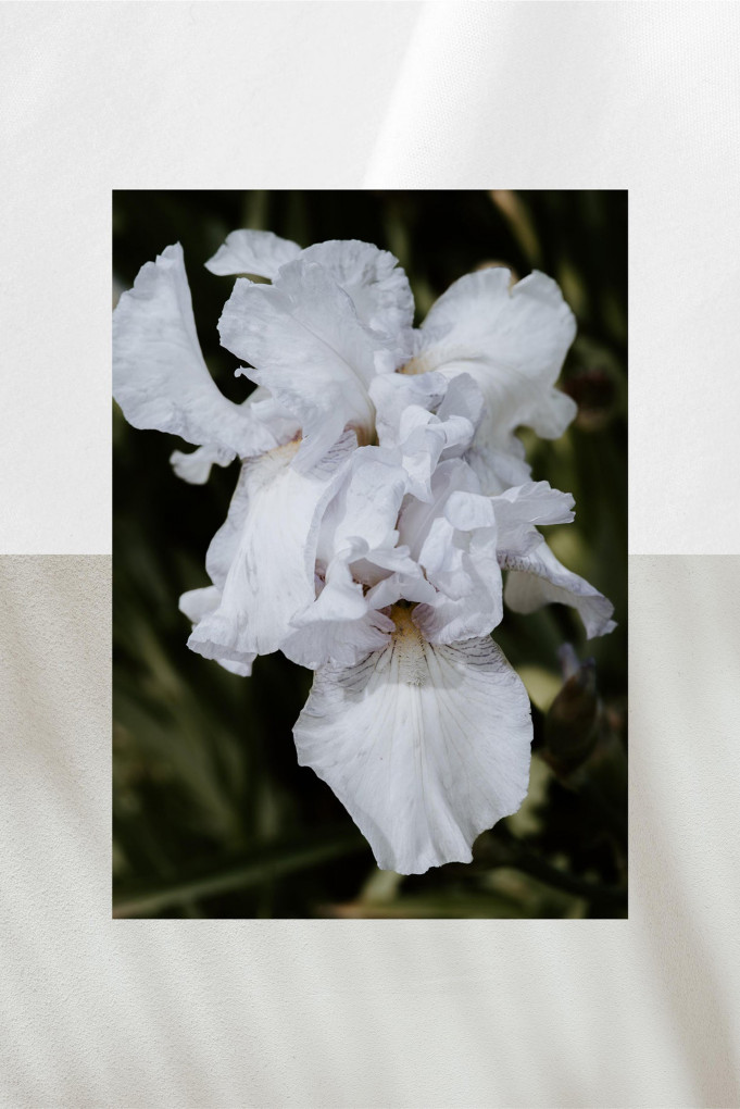 Купити Парфуми AQUALIS 5