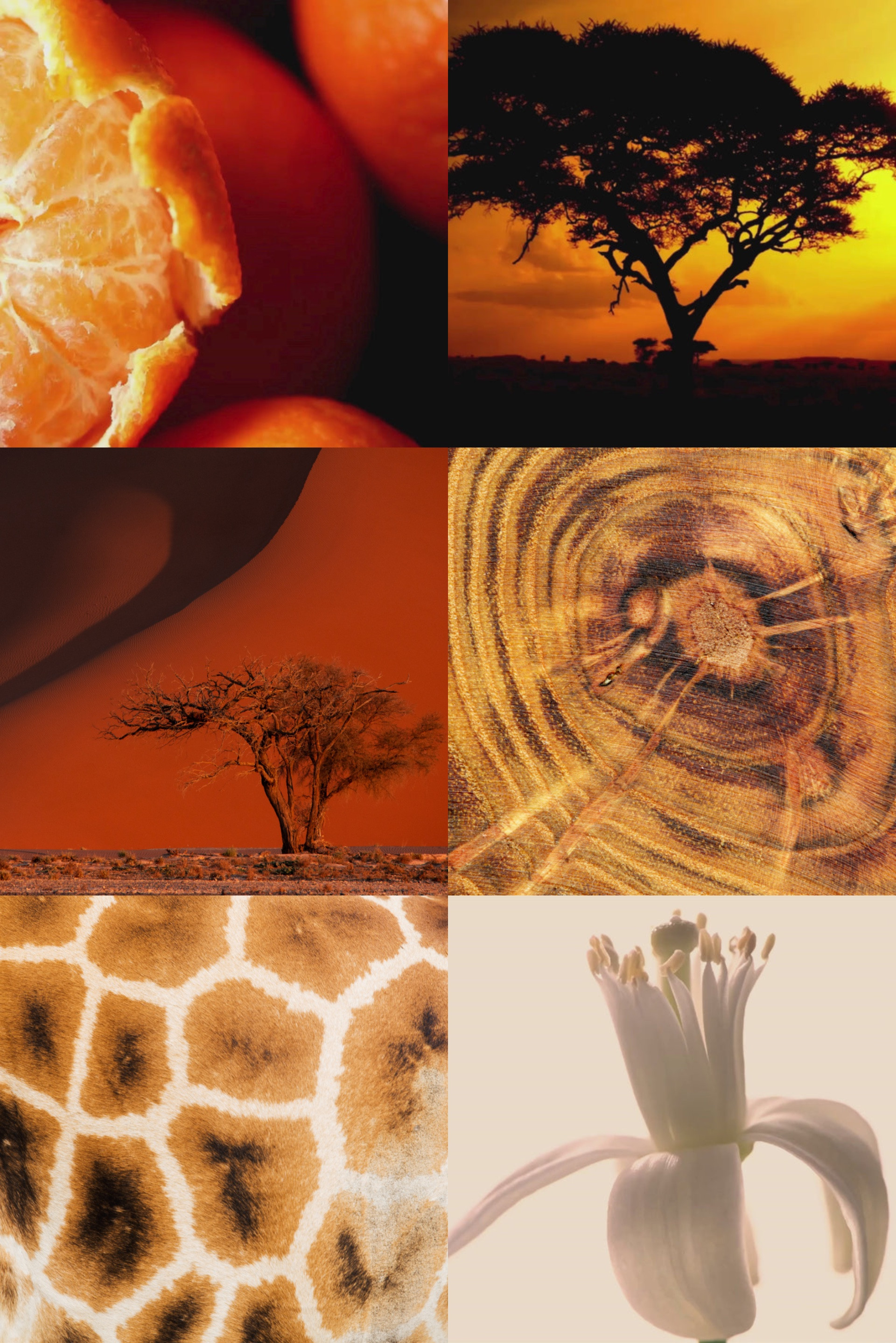 Купить Вода парфюмированная MAISON CRIVELLI 4