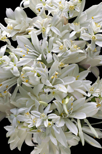 Купити Змінний флакон парфумованої води Kilian 3