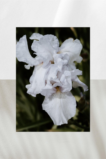 Купити Парфуми AQUALIS 4